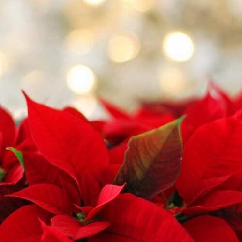 12/14説教「神は我々と共におられる」